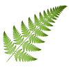 fern logo